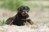 ROTTWEILER 258